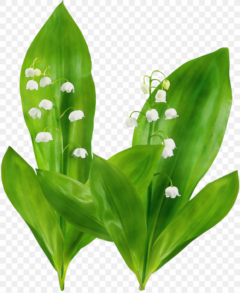 Lily Of The Valley Flower Leaf Plant Terrestrial Plant, PNG, 1817x2220px, Watercolor, Broadleaf Arrowhead, Flower, Leaf, Lily Of The Valley Download Free