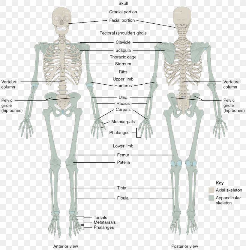 The Skeletal System Human Skeleton Human Body Bone Anatomy, PNG, 1007x1024px, Watercolor, Cartoon, Flower, Frame, Heart Download Free