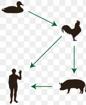 Cat - Cat Avian Influenza Mammal Disease Animal PNG