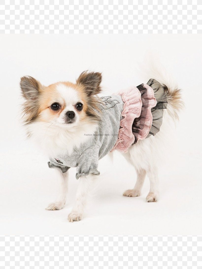 Chihuahua Puppy Dog Breed Companion Dog Toy Dog, PNG, 1562x2082px, Chihuahua, Breed, Carnivoran, Clothing, Companion Dog Download Free