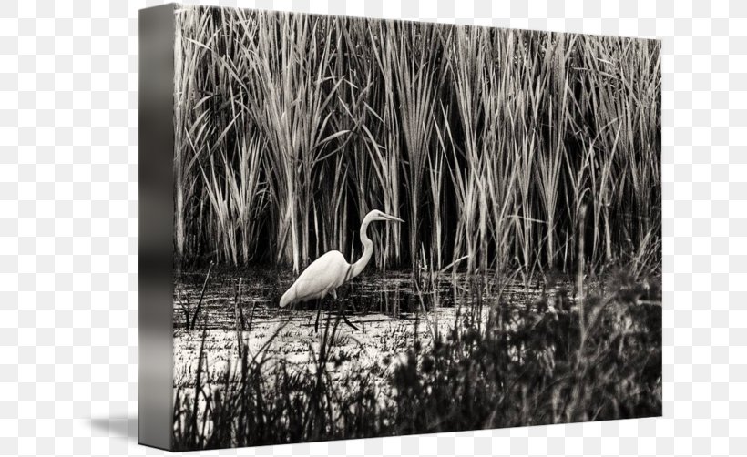Crane Water Bird Beak White, PNG, 650x502px, Crane, Beak, Bird, Black And White, Crane Like Bird Download Free