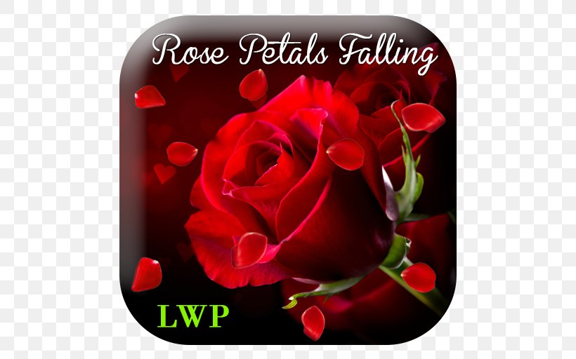 Stock Photography Rose Valentine's Day Red Wallpaper, PNG, 512x512px, Stock Photography, Floristry, Flower, Flowering Plant, Fototapeta Download Free