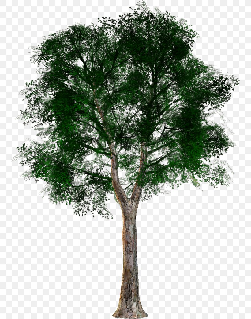 Tree Forest Oak Clip Art, PNG, 750x1039px, 2016, Tree, Branch, Forest, Garden Download Free