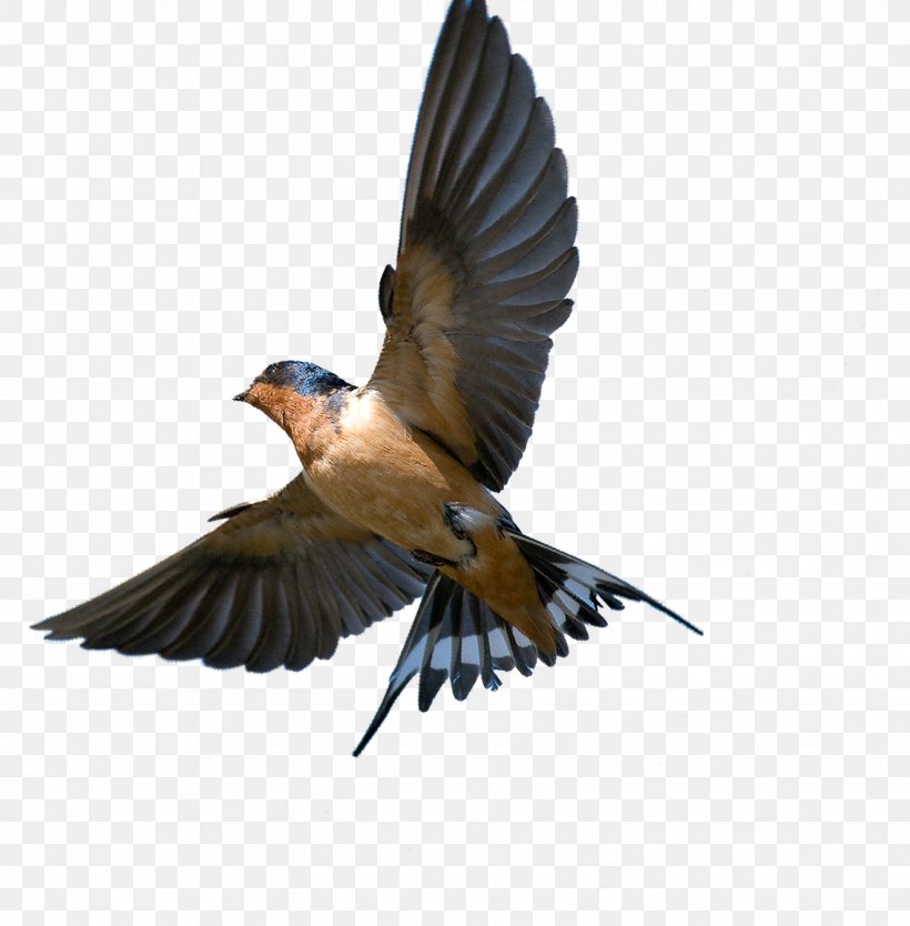 Barn Swallow Bird Southern Rough-winged Swallow Tree Swallow, PNG, 1324x1348px, Swallow, Animal, Barn Swallow, Beak, Bird Download Free