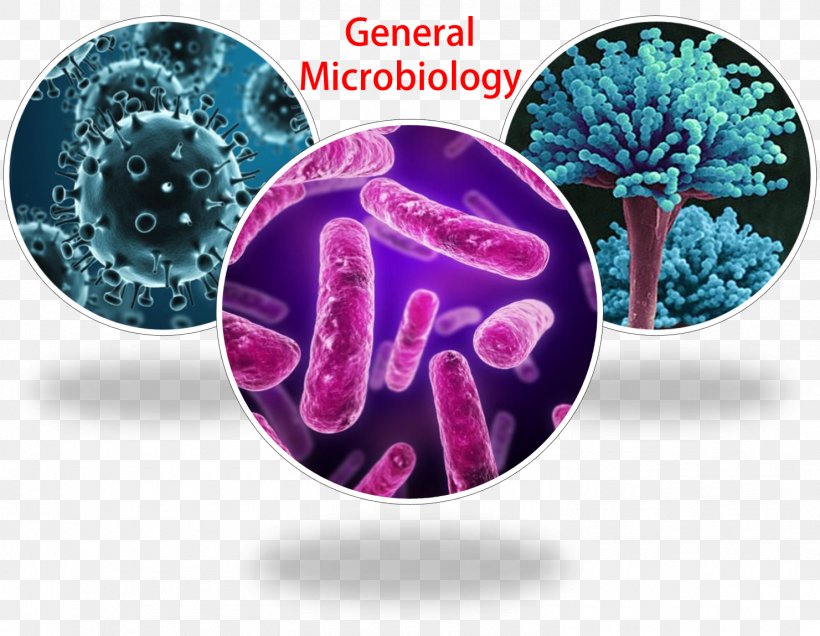 General Microbiology Microbial Genetics Microorganism Pharmaceutical Microbiology, PNG, 1481x1150px, Microbiology, Biology, Infection, Microbial Genetics, Microorganism Download Free