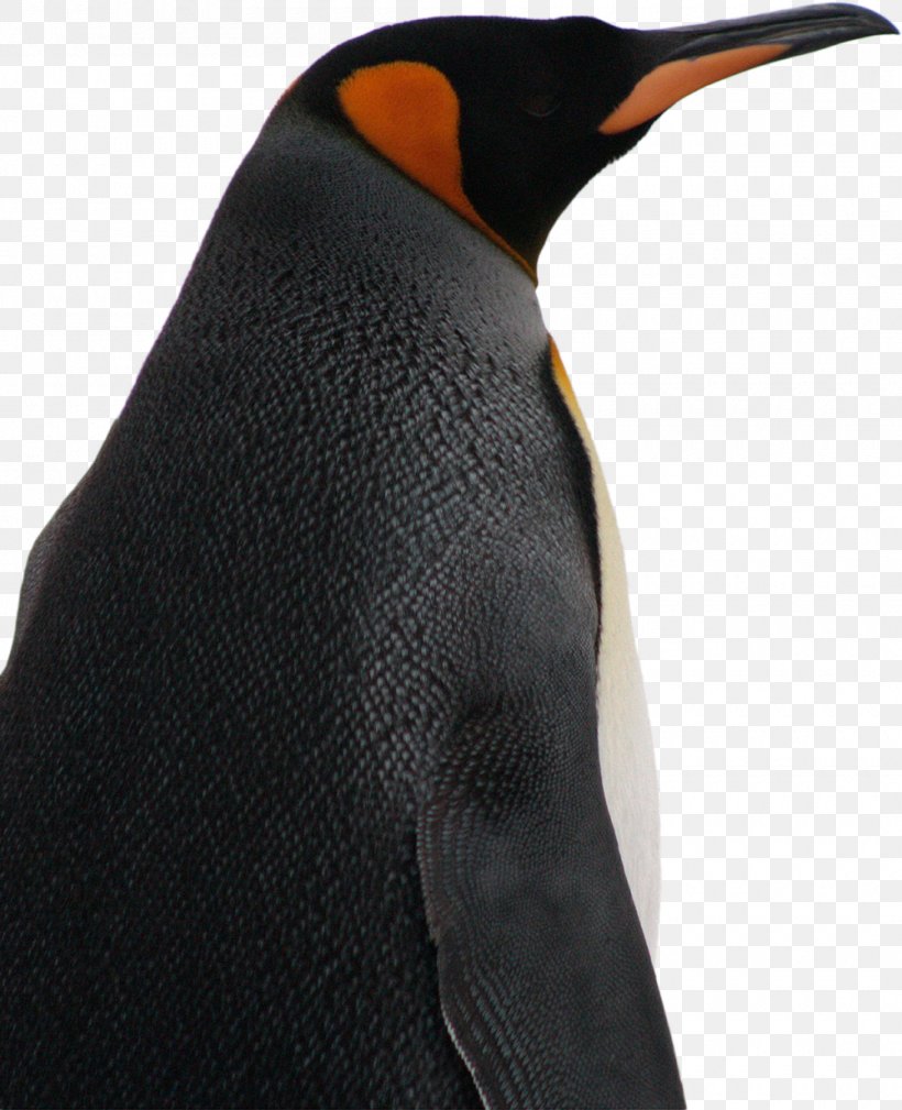 King Penguin Bird Species Parque Pingüino Rey, PNG, 1000x1231px, King Penguin, Beak, Bird, Bird Migration, Flightless Bird Download Free