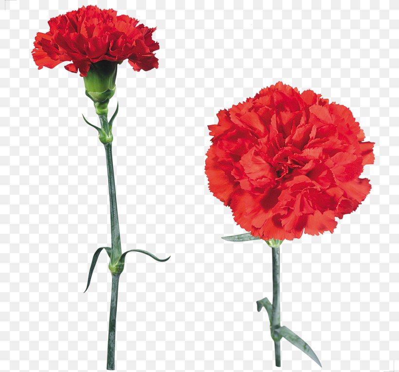 Carnation Flower Clip Art Image, PNG, 800x764px, Carnation, Annual Plant, Artificial Flower, Clove, Cut Flowers Download Free