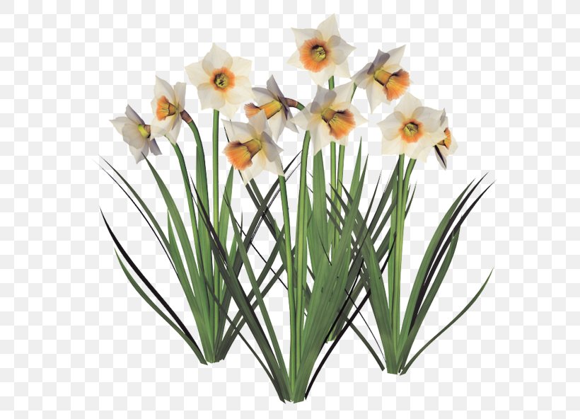 Daffodil Flowerpot Cut Flowers Jonquille Garden, PNG, 600x592px, Daffodil, Amaryllis Family, Common Lilac, Common Poppy, Cornflower Download Free