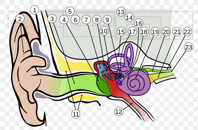 Ear Anatomy Outer Ear Inner Ear, PNG, 1280x837px, Watercolor, Cartoon, Flower, Frame, Heart Download Free