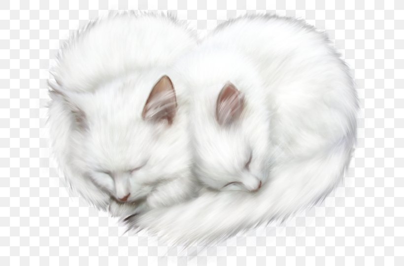 Kitten Whiskers Cat, PNG, 700x540px, Kitten, Blog, Carnivoran, Cat, Cat Like Mammal Download Free