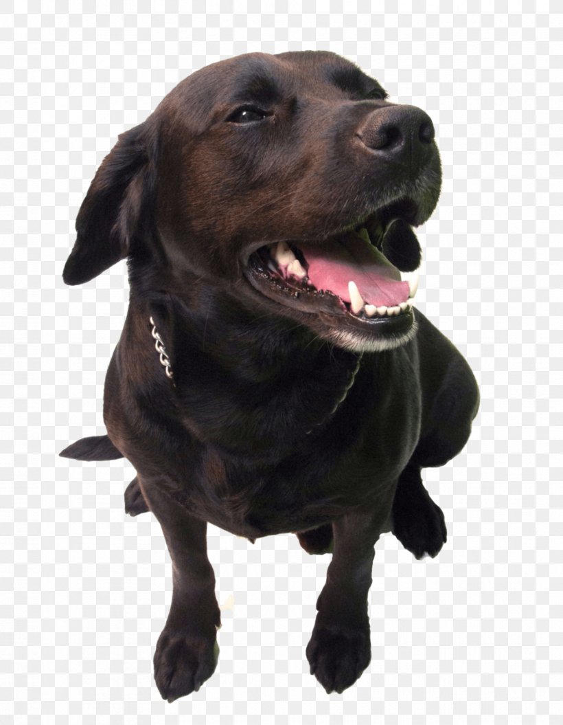 Labrador Retriever Plott Hound Dog Breed Golden Retriever Puppy, PNG, 932x1200px, Labrador Retriever, American Kennel Club, Animal, Breed, Breeder Download Free