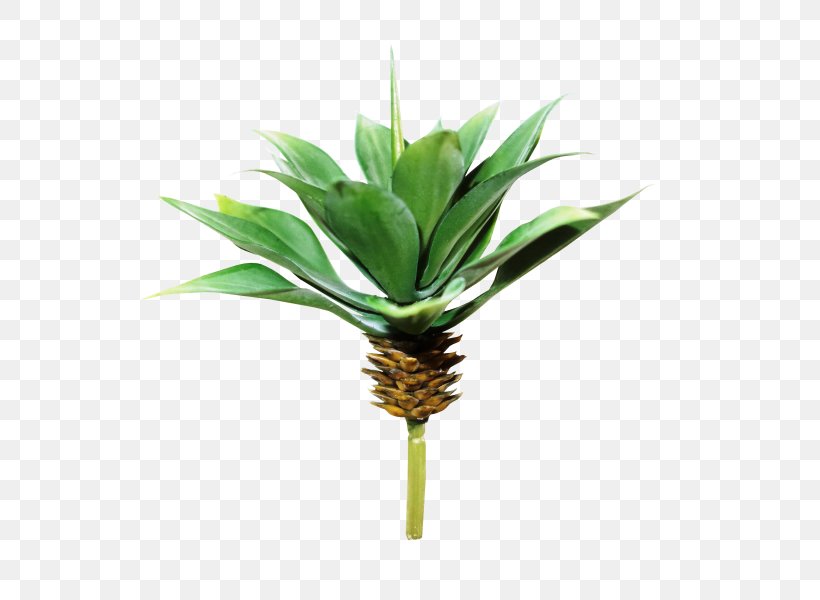 Plant Tree Agave Arecaceae Artificial Flower, PNG, 800x600px, Plant, Agave, Arecaceae, Arecales, Artificial Flower Download Free