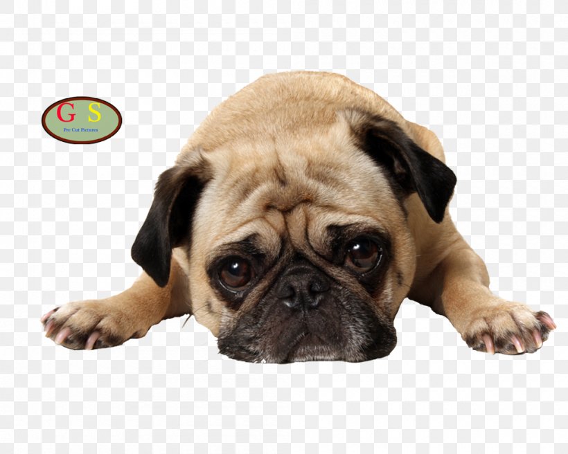 Pug Stock Photography Puppy Pet Veterinarian, PNG, 1000x800px, Pug, Bark, Canidae, Carnivoran, Companion Dog Download Free