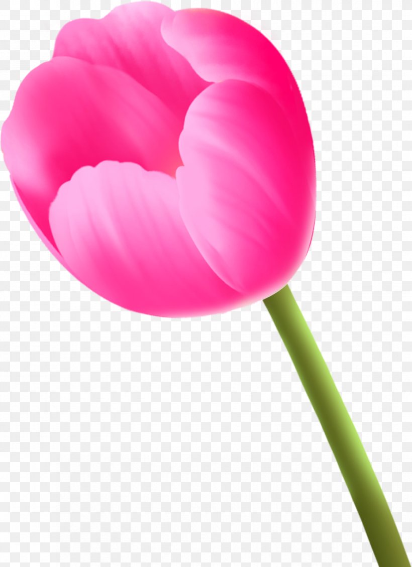 Tulip Cut Flowers Clip Art, PNG, 929x1280px, Tulip, Cut Flowers, Flower, Flowering Plant, Liliaceae Download Free