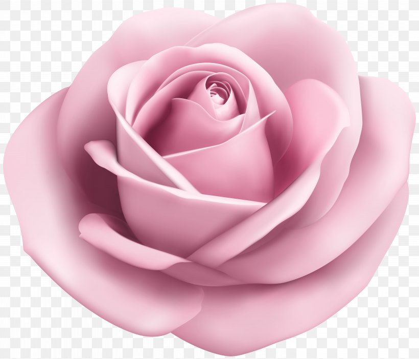 Beach Rose Clip Art, PNG, 6000x5130px, Rose, Blue Rose, Close Up, Flower, Flowering Plant Download Free