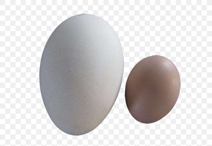 Chicken Domestic Goose Egg Duck, PNG, 760x565px, Chicken, Baking, Chicken Egg, Domestic Goose, Duck Download Free