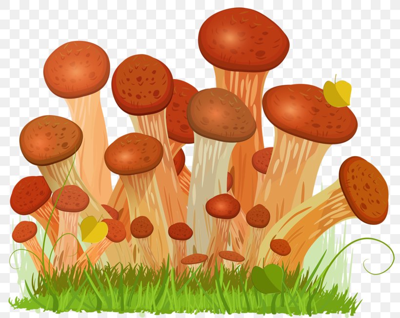 Honey Fungus Edible Mushroom Euclidean Vector Drawing, PNG, 800x652px, Honey Fungus, Boletus Edulis, Drawing, Edible Mushroom, Food Download Free