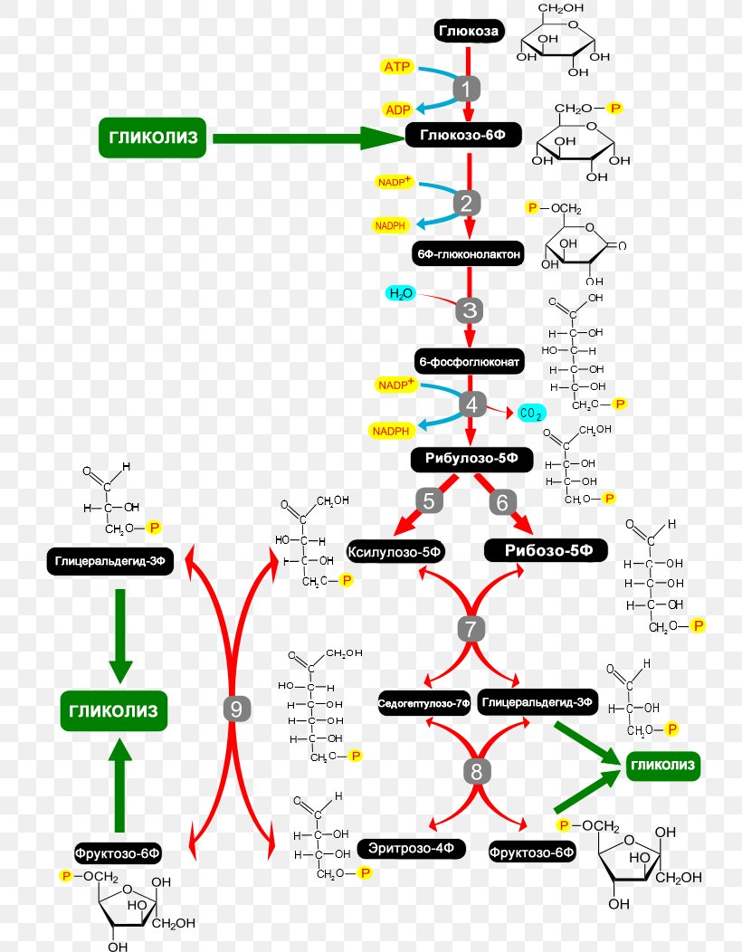 Cellular Respiration Pentose Phosphate Pathway Metabolism, PNG, 744x1052px, 6phosphogluconic Acid, Cellular Respiration, Area, Biochemistry, Breathing Download Free