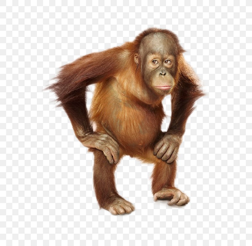 Common Chimpanzee Orangutan Monkey Fur Snout, PNG, 650x800px, Monkey Portraits, Ape, Art, Chimpanzee, Common Chimpanzee Download Free