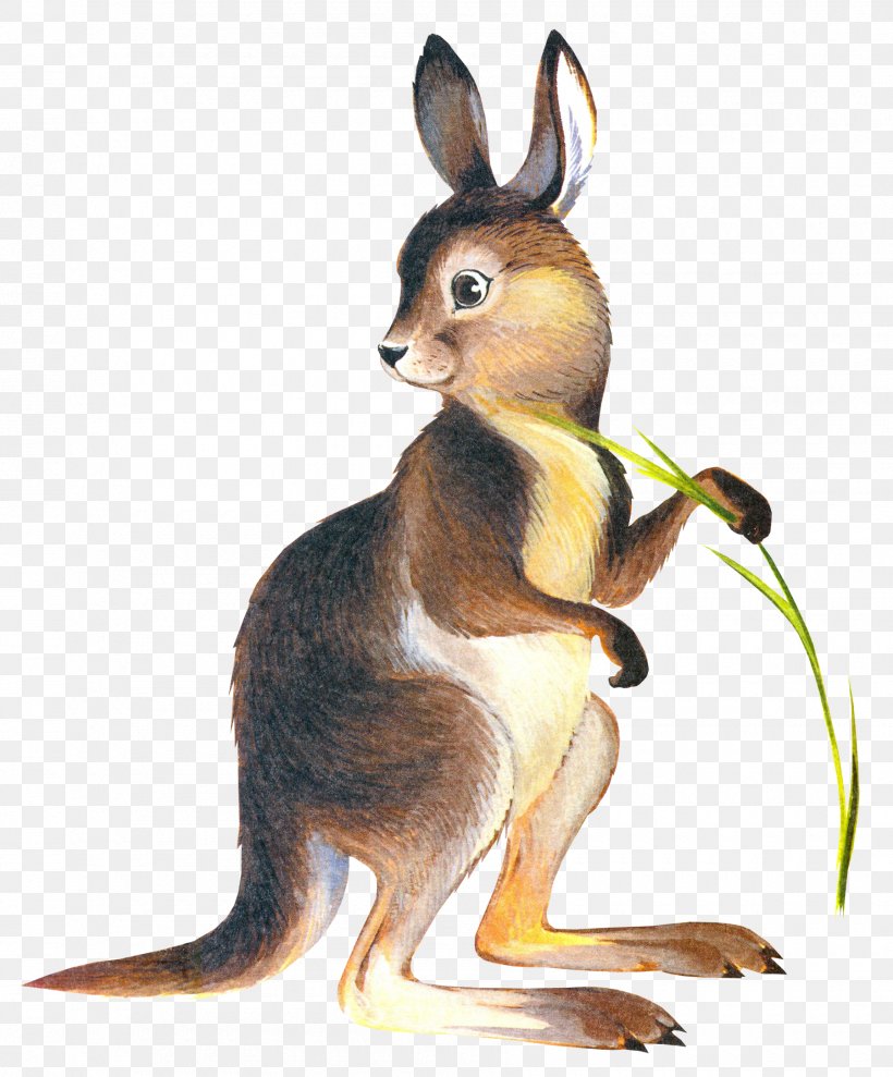 Kangaroo Drawing Puppy Clip Art, PNG, 1800x2171px, Kangaroo, Animal, Cuteness, Domestic Rabbit, Drawing Download Free