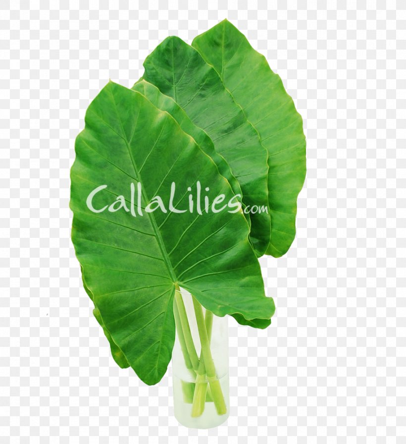 Leaf Vegetable Taro Alocasia Plant Stem, PNG, 913x998px, Leaf, Alocasia, Annual Plant, Calla Lily, Callalily Download Free