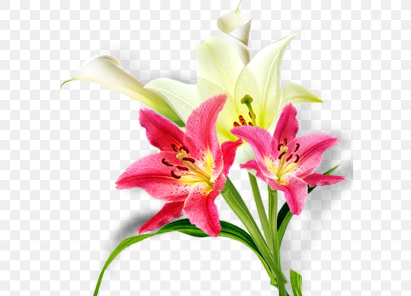 Floral Design Lilium Cut Flowers Flower Bouquet Daylily, PNG, 591x591px, Floral Design, Cut Flowers, Daylily, Floristry, Flower Download Free