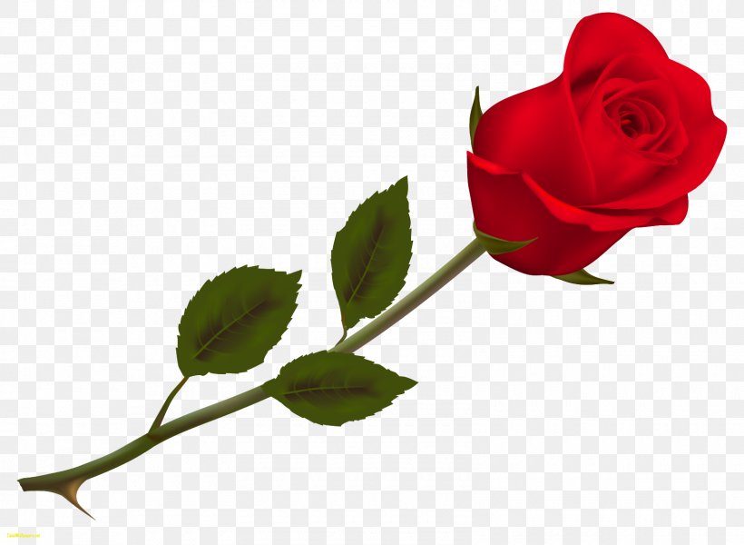 Valentine's Day Rose Propose Day SMS, PNG, 1600x1171px, Valentine S Day, Branch, Bud, Cut Flowers, Floribunda Download Free