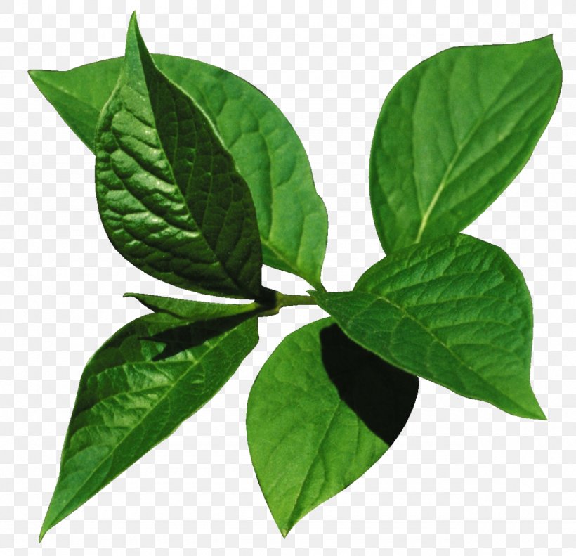 Leaf Portable Document Format Clip Art, PNG, 1280x1236px, Leaf, Flower, Green, Herb, Plant Download Free