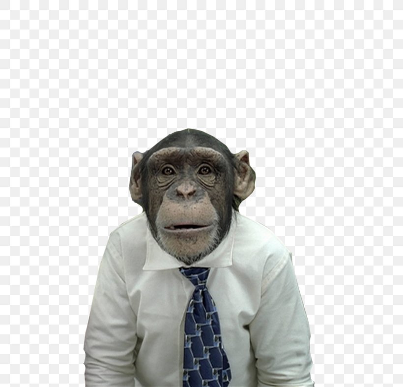 The Truth About Evolution; Or, Don't Let Satan Make A Monkey Out Of You! Primate Homo Sapiens, PNG, 558x787px, Monkey, Ape, Bonobo, Chimpanzee, Common Chimpanzee Download Free