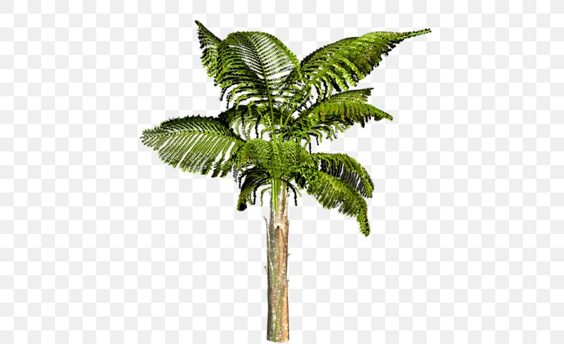 Attalea Speciosa Arecaceae Tree Coconut Houseplant, PNG, 466x500px, Attalea Speciosa, Arecaceae, Arecales, Attalea, Coconut Download Free