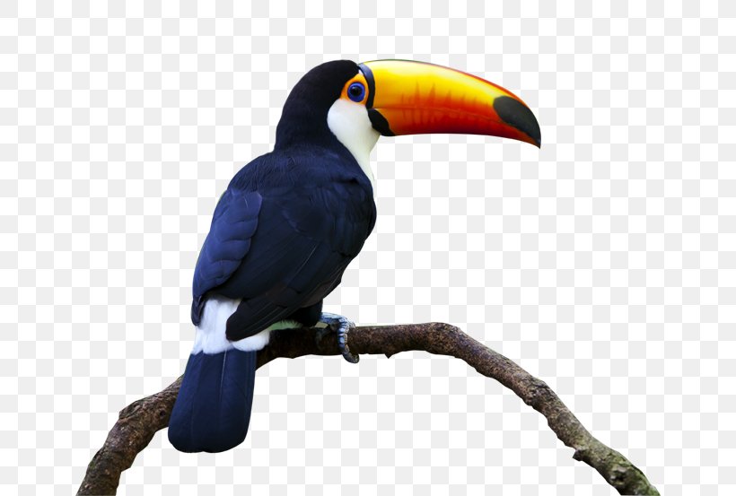 Bird Keel-billed Toucan Parrot Beak Piciformes, PNG, 652x553px, Bird, Animal, Beak, Eidechse, Giant Panda Download Free