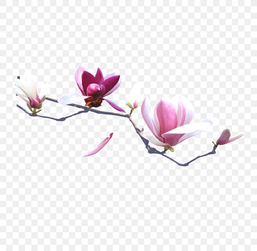 China, PNG, 800x800px, China, Blossom, Branch, Flower, Flowering Plant Download Free