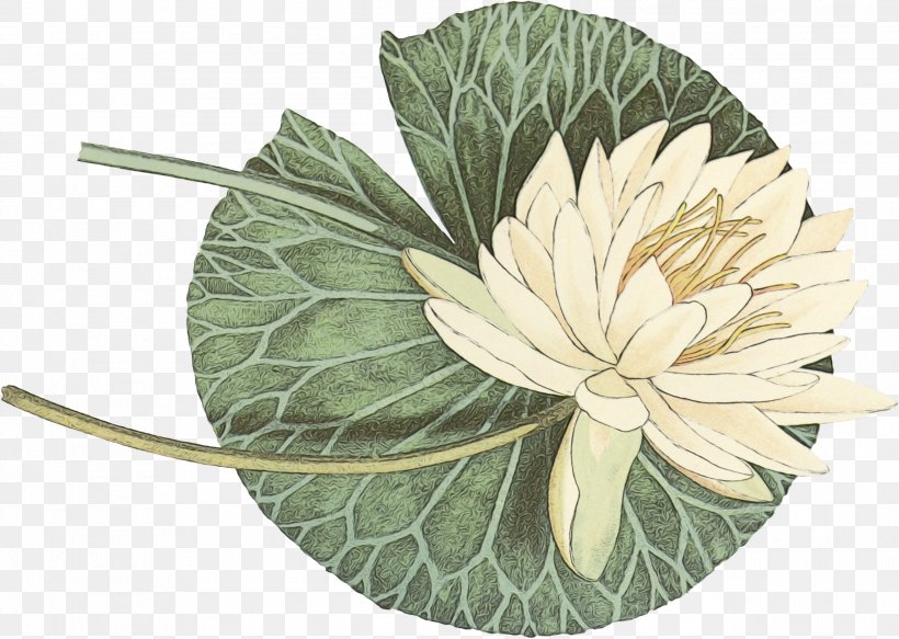 Lily Flower Cartoon, PNG, 2534x1804px, Flower, Anthurium, Beige, Leaf, Petal Download Free