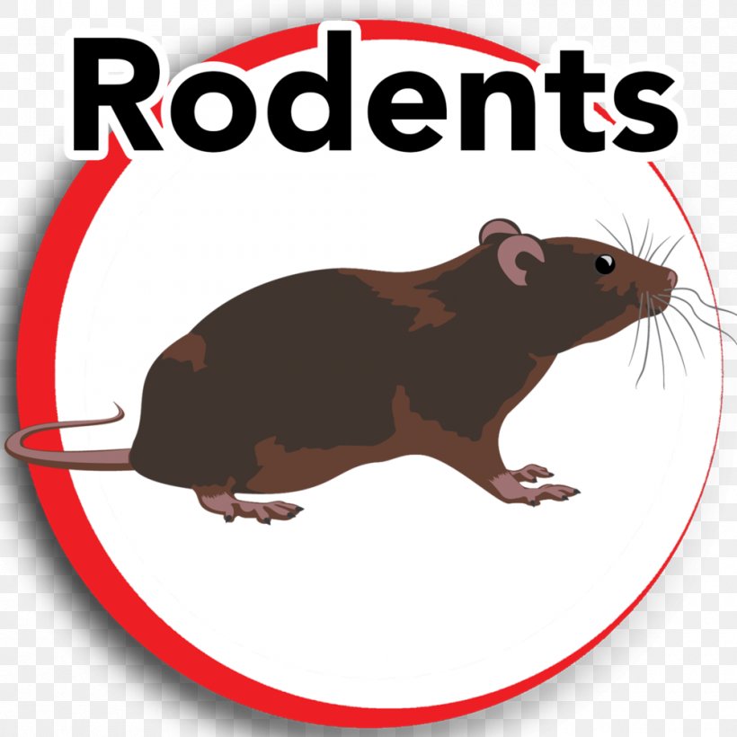 Rat Gerbil Rodent Clip Art House, PNG, 1000x1000px, Rat, Bed, Bed Bug, Bed Bug Bite, Bed Bug Control Techniques Download Free