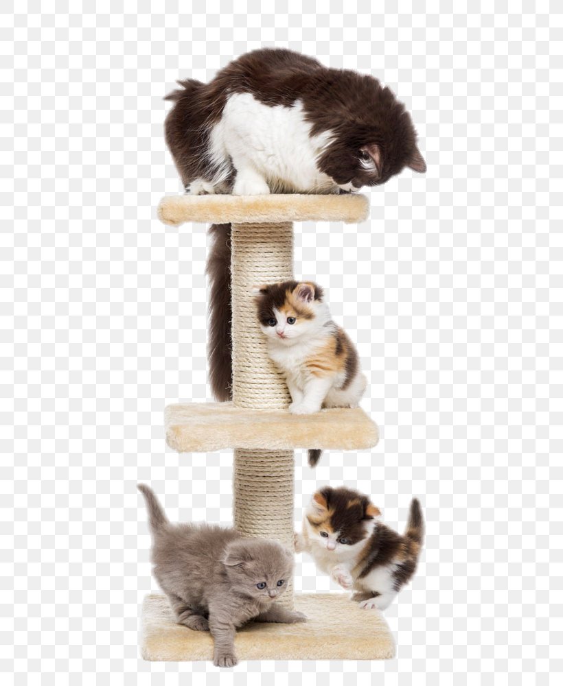 Scottish Fold Kitten Puppy Dog Cat Tree, PNG, 693x1000px, Scottish Fold, Black Cat, Carnivoran, Cat, Cat Like Mammal Download Free
