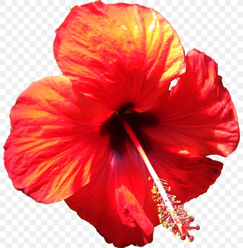 Shoeblackplant Hibiscus, PNG, 800x836px, Shoeblackplant, China Rose, Chinese Hibiscus, Flower, Flowering Plant Download Free