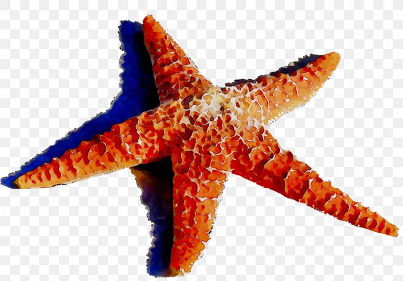 Starfish Echinoderm Orange S.A., PNG, 1269x886px, Starfish, Echinoderm, Fish, Invertebrate, Marine Biology Download Free