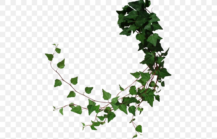 Vine Common Ivy Clip Art, PNG, 480x525px, Vine, Branch, Common Ivy, Flowering Plant, Ivy Download Free