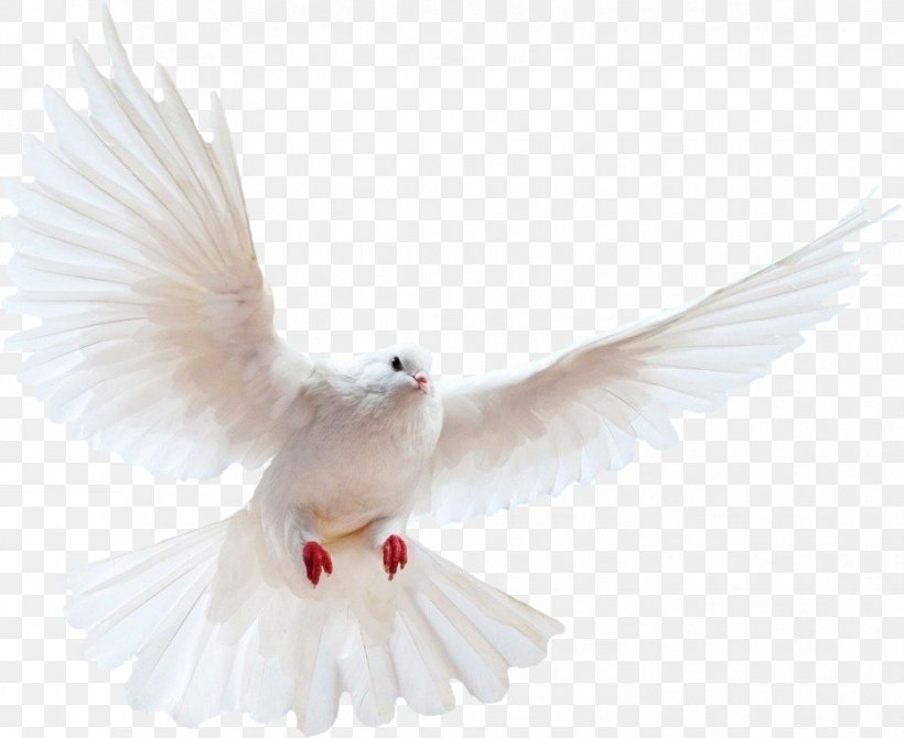Domestic Pigeon Columbidae Bird, PNG, 929x760px, Domestic Pigeon, Beak, Bird, Columbidae, Doves As Symbols Download Free