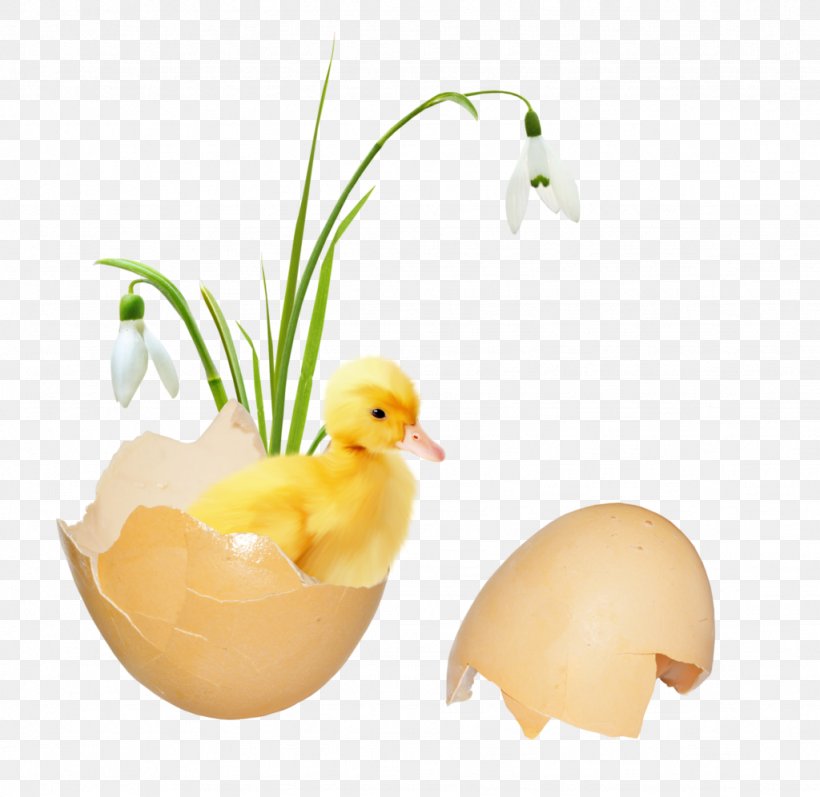 Duck Egg Beak, PNG, 1024x996px, Duck, Beak, Bird, Ducks Geese And Swans, Egg Download Free
