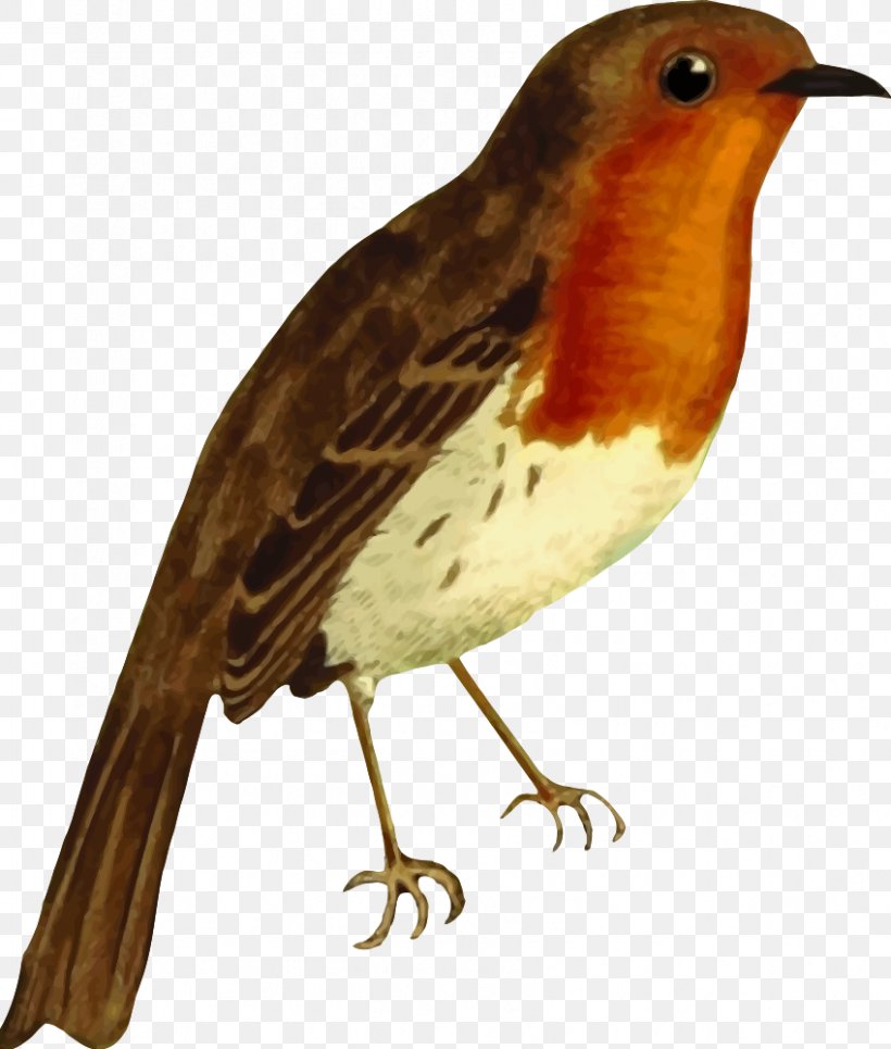 European Robin Bird Clip Art, PNG, 849x1000px, European Robin, Beak, Bird, Drawing, Fauna Download Free