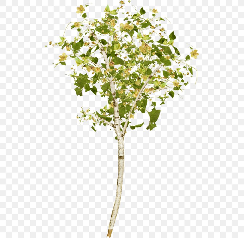 Tree Twig Desktop Wallpaper Clip Art, PNG, 519x800px, Tree, Blossom, Branch, Color, Fashion Download Free