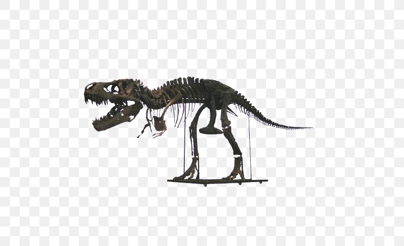 Tyrannosaurus Velociraptor Extinction Terrestrial Animal, PNG, 500x500px, Tyrannosaurus, Animal, Animal Figure, Dinosaur, Extinction Download Free