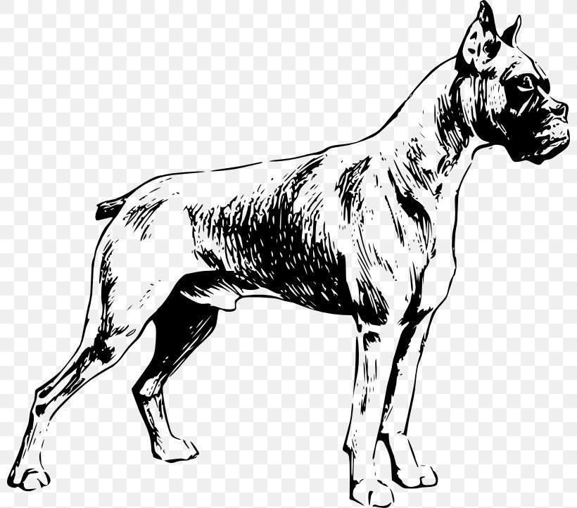 Boxer Puppy Drawing Clip Art, PNG, 800x722px, Boxer, Black And White, Boxing, Carnivoran, Dog Download Free