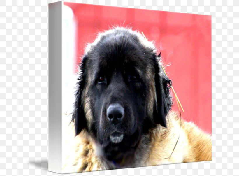 Estrela Mountain Dog Caucasian Shepherd Dog Sarplaninac Leonberger Newfoundland Dog, PNG, 650x604px, Estrela Mountain Dog, Breed, Carnivoran, Caucasian Shepherd Dog, Caucasus Download Free