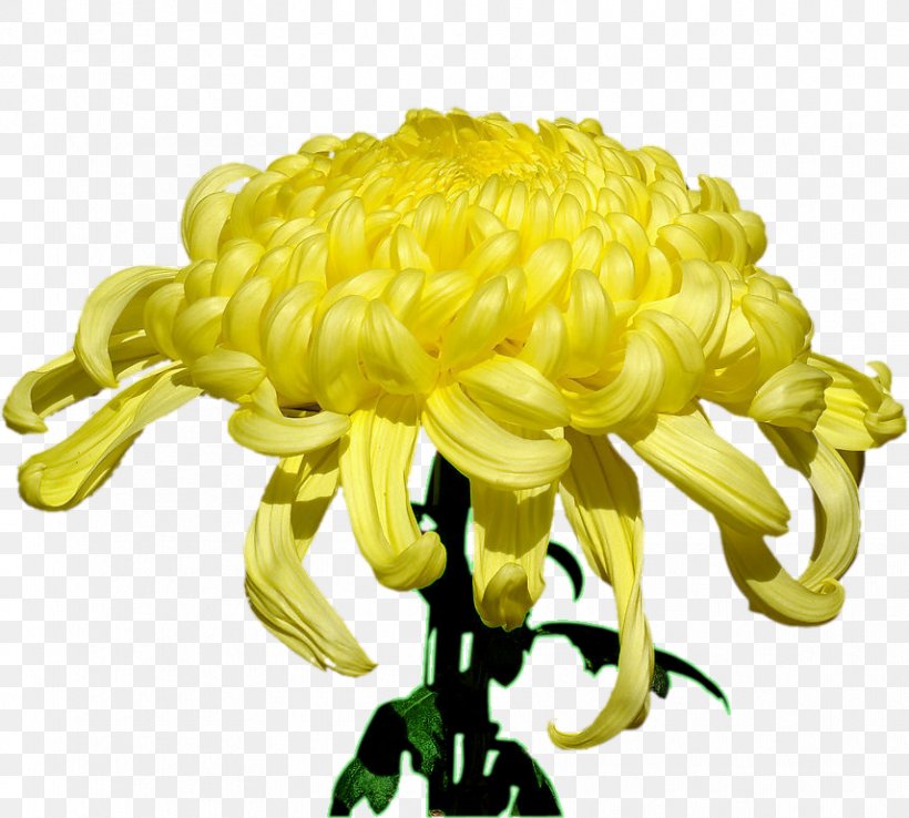 Glebionis Coronaria Yellow Illustration, PNG, 856x771px, Glebionis Coronaria, Button, Chrysanthemum, Chrysanths, Designer Download Free