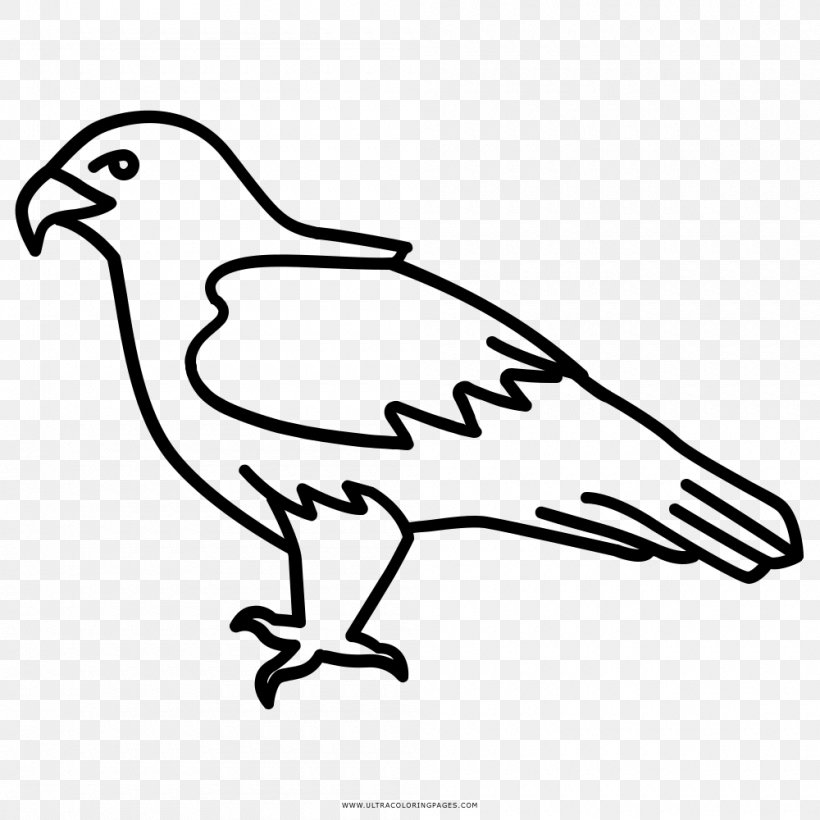 Bald Eagle Bird Drawing Clip Art, PNG, 1000x1000px, Bald Eagle, Area, Art, Artwork, Beak Download Free