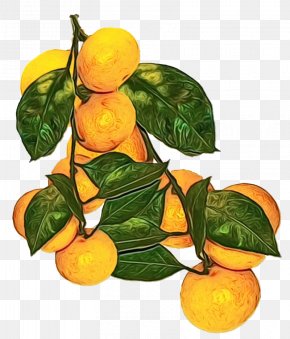 calamansi images calamansi transparent png free download calamansi transparent png free download