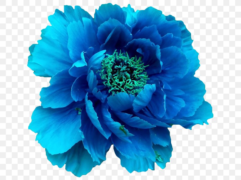 Moutan Peony Blue Flower Clip Art, PNG, 660x615px, Peony, Anemone, Annual Plant, Aqua, Blog Download Free