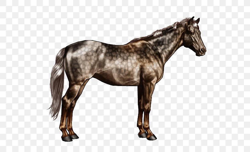 Appaloosa American Quarter Horse Andalusian Horse Stallion Horse Markings, PNG, 600x500px, Appaloosa, American Quarter Horse, Andalusian Horse, Buckskin, Chestnut Download Free